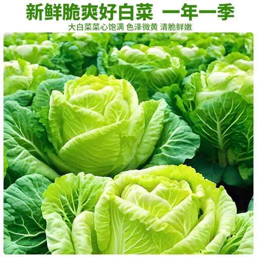 【北大荒】亲民北国寒地东北酸菜丝 500g 商品图1