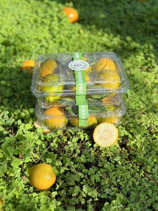 云南大理高原脆蜜金柑 商品图2