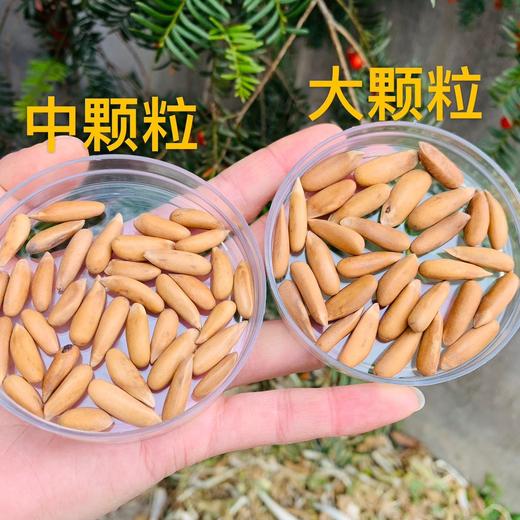 【 网红美食•巴西松子】 精品大颗粒 壳薄肉脆 易剥 营养丰富 新货松子 抖音快手热卖罐大颗粒 原味手剥松子 商品图2