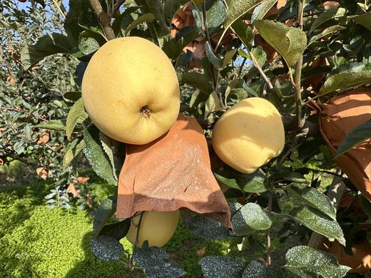 黄金维纳斯苹果 商品图4