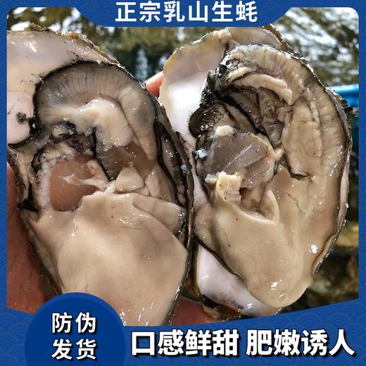 2025乳山生蚝 商品图1