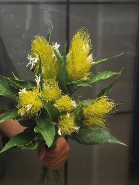 精品花材精灵草/白金羽1扎