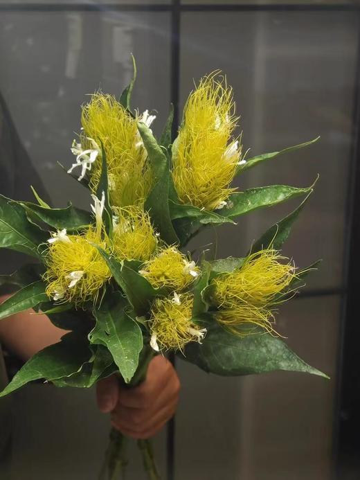 精品花材精灵草/白金羽1扎 商品图0