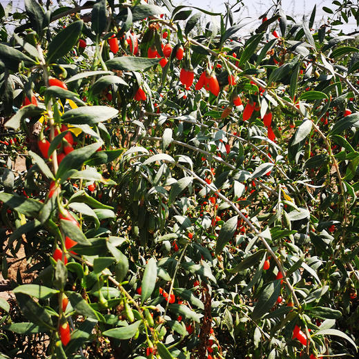 宁夏崛杞*红枸杞150g/瓶 商品图4