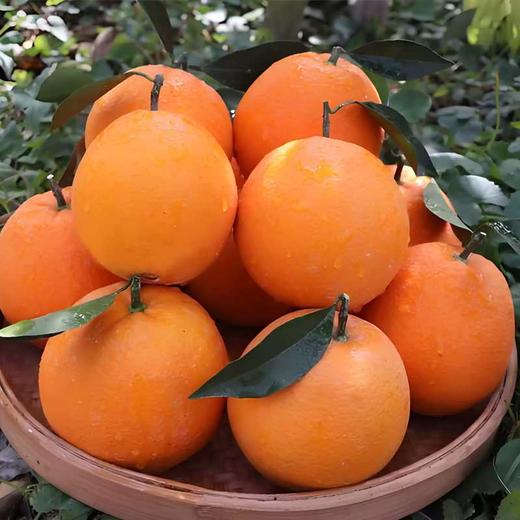 赣南脐橙清甜多汁 皮薄肉嫩 商品图1