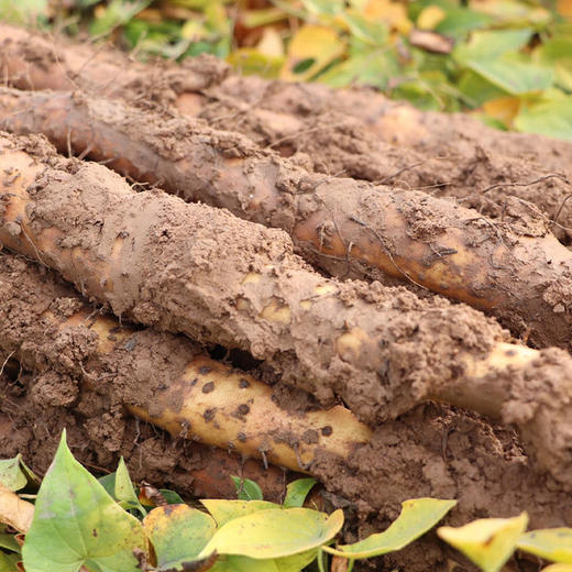 【药山药粉/山药挂面/山药红薯粉丝/山药荞麦黑麦面/山药干片/山药刀削面】自有基地 不收百家货 产自核心产区 营养丰富 味正鲜美 商品图4