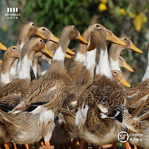 【皖南小镇】池塘老麻鸭含蛋花含胗心 净膛2.1-2.4斤 商品图2