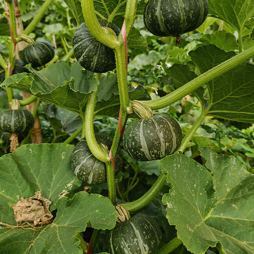 【迷你三色栗栗南瓜】精选全国优良产地，会变色的小南瓜（墨绿色→灰绿色→橙红色），小巧玲珑，香甜粉糯，细腻不噎人 商品图4