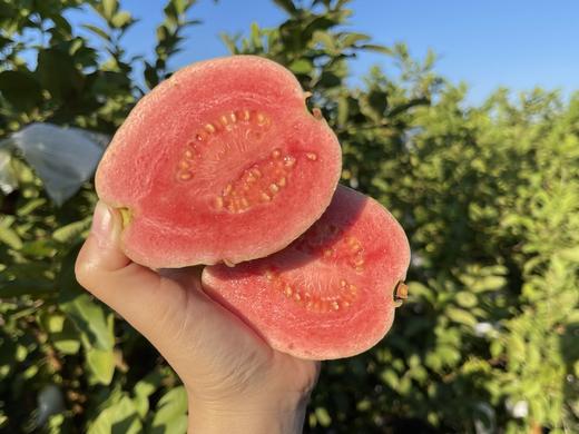 脆吉吉芭乐双拼(奶油+红心) 商品图2