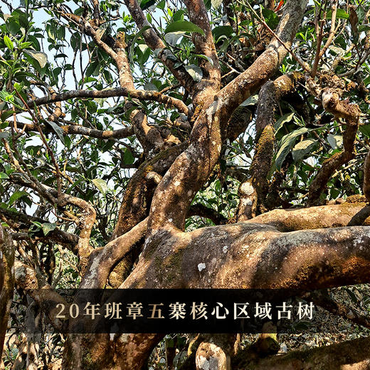 【班章散茶】2020年头春头采高品质高性价比巨献，霸气回甘撼动体身，250克/箱 商品图1