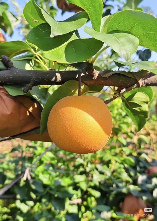 秋月梨3斤装（单果270g)【MJ】 商品图0