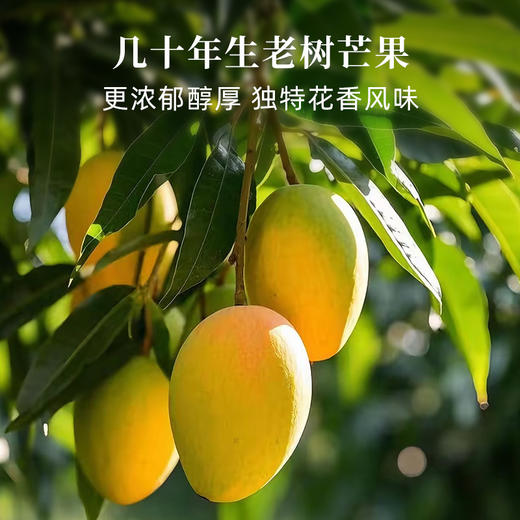 【芒果肉干】配料只有芒果！不软不硬，越嚼越好吃！健康无添加，果肉厚实 浓郁香甜！ 商品图2