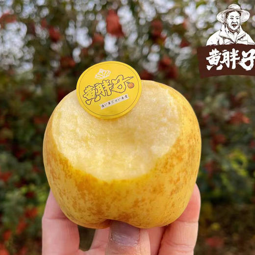 【赤炎】黄胖子维纳斯苹果2.8斤-3斤（果径65mm-70mm、约9-10颗) 商品图0