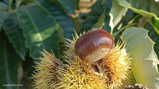 现摘现发🍂立秋第一颗鲜板栗🌰 【绘甜迁西板栗】✅高山阳光更充足，‎利于糖分和美好物质的积累✅高甜均糖20+‏，⁤🌰带有9分栗香+‬1分牛奶香 商品图4