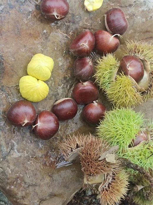 现摘现发🍂立秋第一颗鲜板栗🌰 【绘甜迁西板栗】✅高山阳光更充足，‎利于糖分和美好物质的积累✅高甜均糖20+‏，⁤🌰带有9分栗香+‬1分牛奶香 商品图7