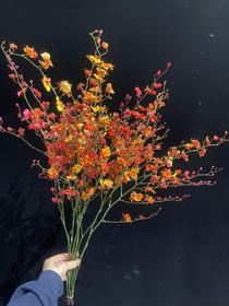 秋枫跳舞兰文心兰10枝60CM高