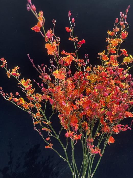 秋枫跳舞兰文心兰10枝60CM高 商品图2