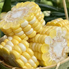 云南金银水果甜玉米  可生吃 爆汁香甜 商品缩略图3