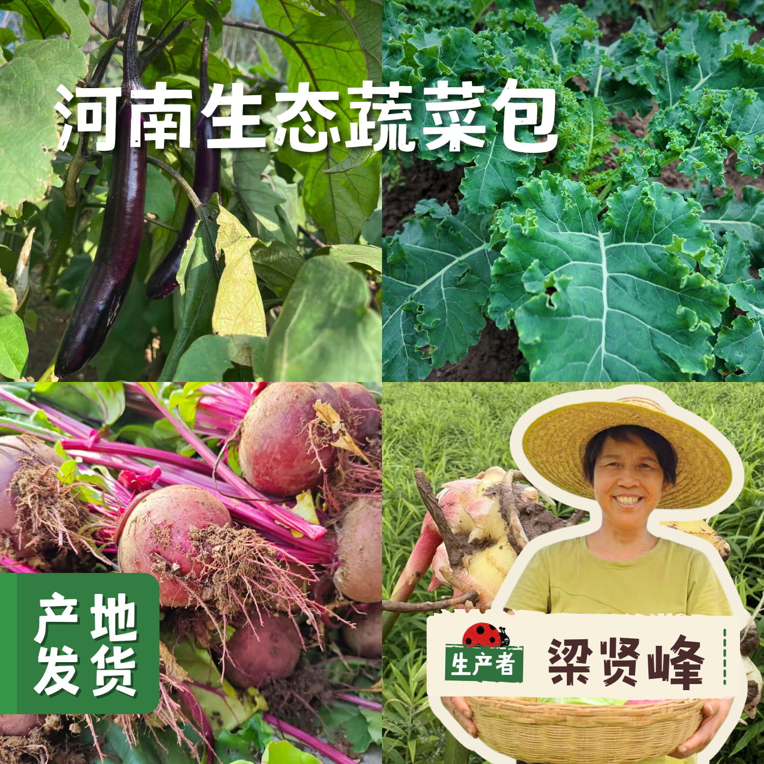 河南生态自选蔬菜包（乌塌菜/上海青/小黄姜/娃娃菜//甜菜根/黄心菜/羽衣甘蓝/西蓝花）3/5斤 | 合作农友生产，产自河南平顶山，生产者：梁贤峰 *【公平贸易农人定价】