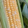 云南金银水果甜玉米  可生吃 爆汁香甜 商品缩略图4
