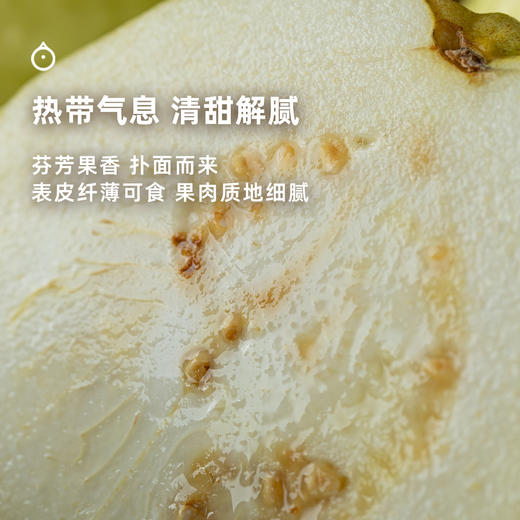 10天内发 企鹅市集|福建漳州 双拼芭乐 软心白玉芭乐/红心莓果芭乐 香甜软糯 商品图5