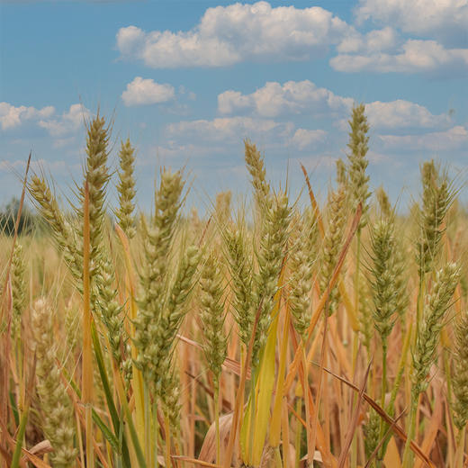 谦益香畴叮叮糖150g 块状固体纯粮麦芽糖 独立包装 甜而不腻 商品图5