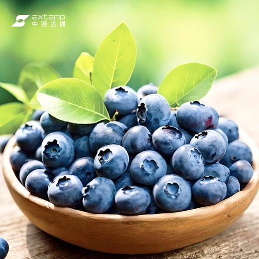 【花香蓝莓】 澄江蓝莓 高原珍宝  清甜爽脆 商品图1