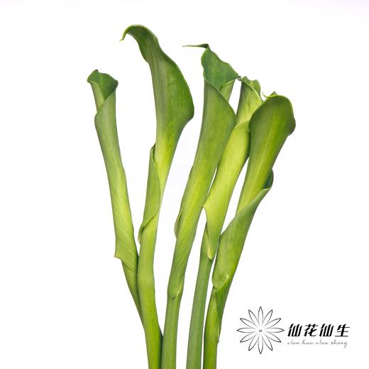 海芋 | 绿色 商品图1