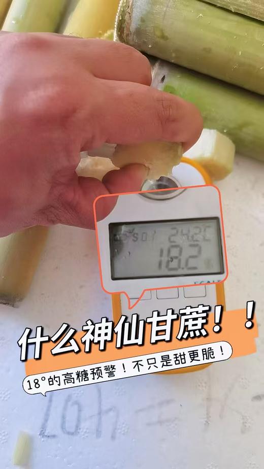 【云南18°の脆皮黄金甘蔗】果蔗界的顶级“爱马仕”❗来自中缅边境-云南陇川，口感秒杀紫皮甘蔗！平均糖度18度，只取甘蔗中间段，只选高品质一级大果 商品图7