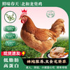 雷州北和龙葵鸡 吃龙葵长大的土鸡 商品缩略图0