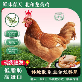 雷州北和龙葵鸡 吃龙葵长大的土鸡