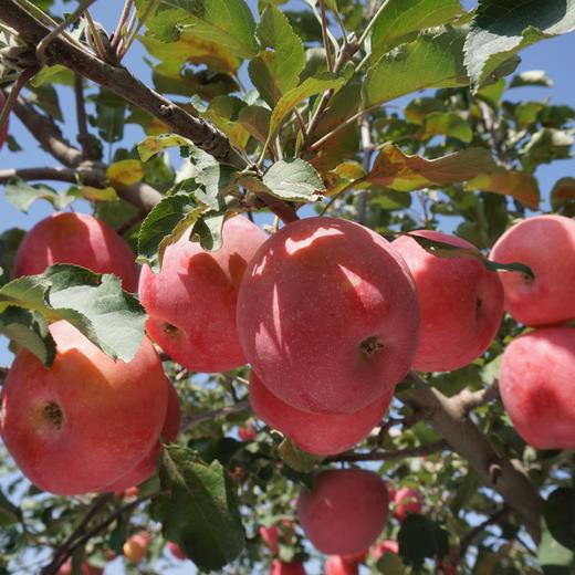 010宁夏中卫沙坡头旱苹果 红富士  沙漠的珍宝 皮薄肉脆 酸甜适中  商品图4