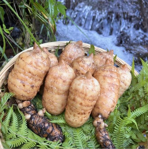 生态鲜乌天麻 | 下单三天左右发货 | 基地直发* Ecological fresh Gastrodia elata 商品图1