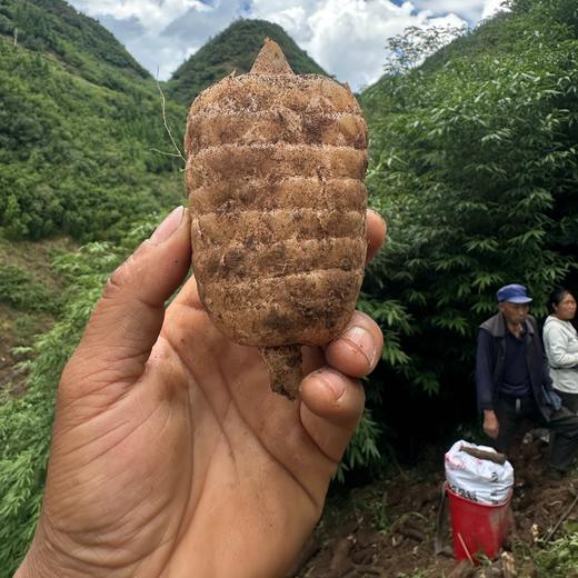 生态鲜乌天麻 | 下单三天左右发货 | 基地直发* Ecological fresh Gastrodia elata 商品图7