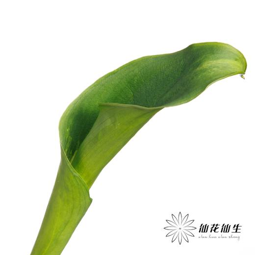 海芋 | 绿色 商品图2