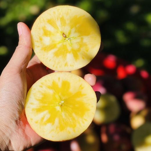 四川老树生态冰糖心丑苹果  5/8斤 商品图0