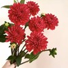 大丽花｜红石榴｜5支 商品缩略图1