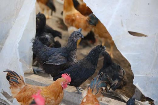 乌骨鸡 商品图1