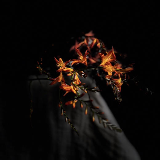 火焰兰 商品图2