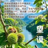 「下单送试吃1包」清甜喷香，粉糯爽口！地理标志产地 贵州望谟板栗 香粒渥精品香栗仁520g/袋 商品缩略图4