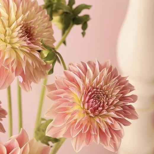 大丽花｜香槟色｜5支 商品图2