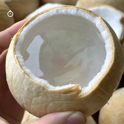 企鹅市集|泰国进口香水椰皇 奶香椰皇6颗装 清甜椰子水 鲜嫩椰肉 天然椰子 商品图4