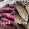 生态老品种鸡蛋黄红薯（农场直发-顺丰包邮） | 5斤/件，来自成都郫都【原乡农场，自产自销】 商品缩略图9