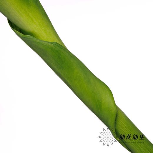 海芋 | 绿色 商品图3