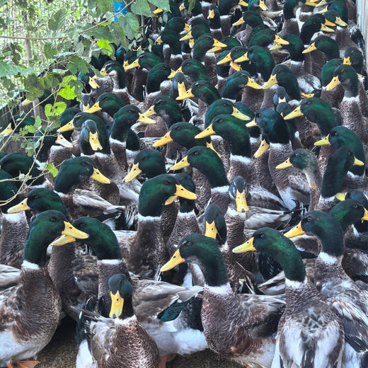 生态青头鸭（净鸭不含内脏） | 禾园 商品图4