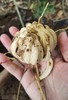 秋冬气燥，野生食疗：野生干百合，,玉竹，麦冬！ 商品缩略图0