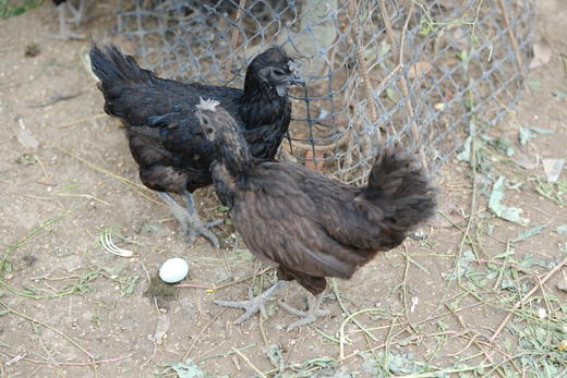 乌骨鸡 商品图0