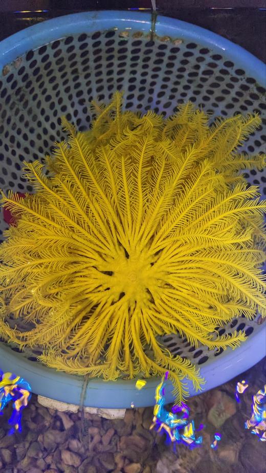 黄羽毛星 商品图4