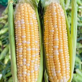云南金银水果甜玉米  可生吃 爆汁香甜