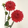 大丽花｜红石榴｜5支 商品缩略图0